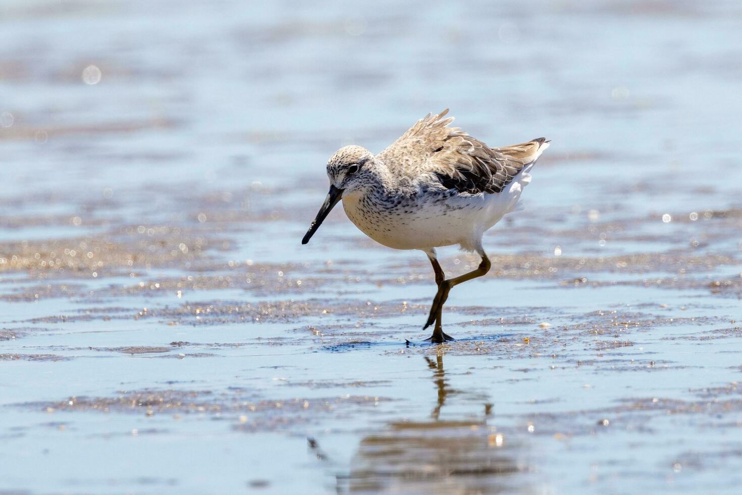 nordmann's greenshank dentro Austrália foto