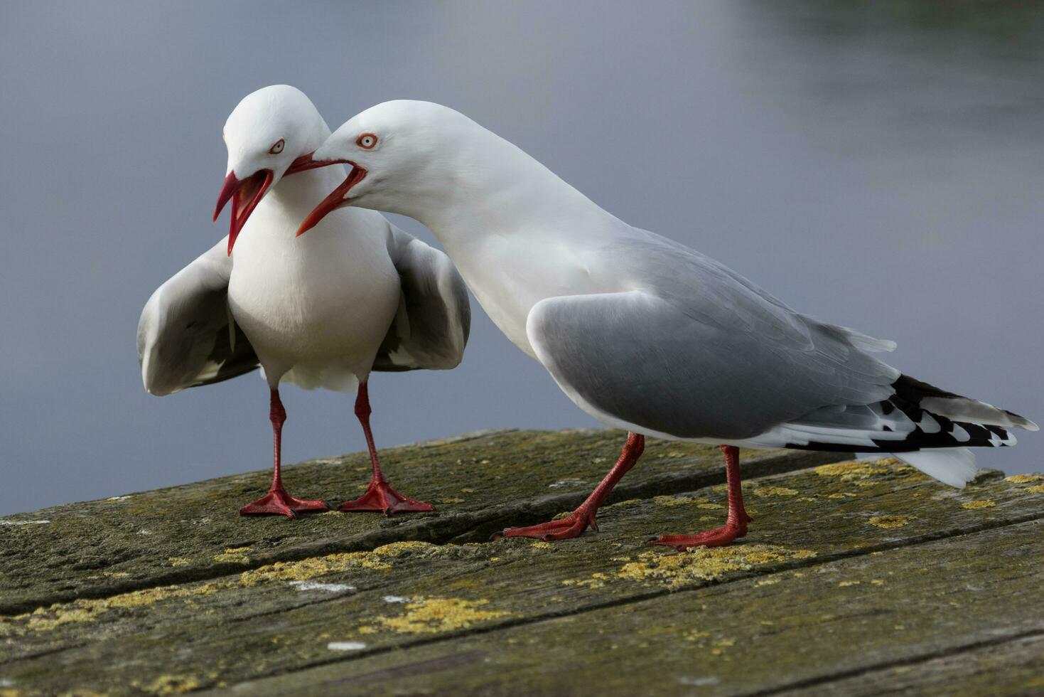 gaivota de bico vermelho na nova zelândia foto