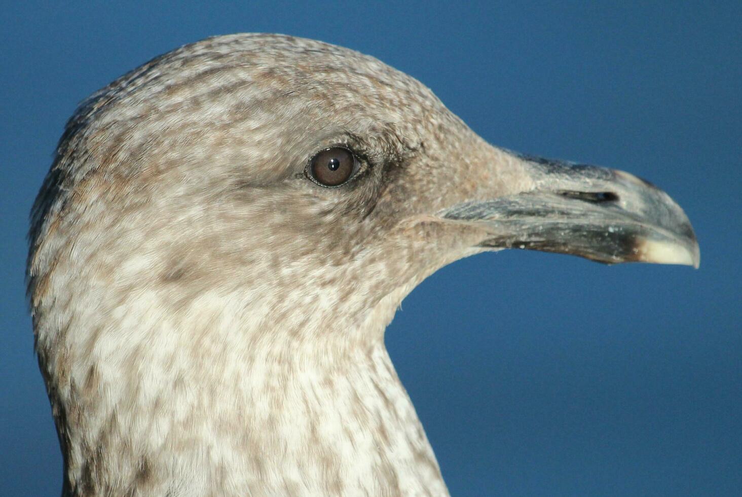 sulista Preto Apoiado gaivota foto