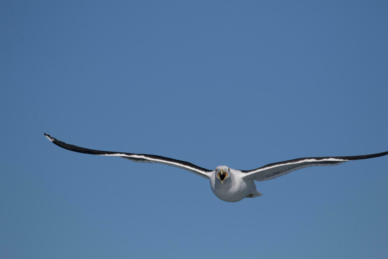 sulista Preto Apoiado gaivota foto