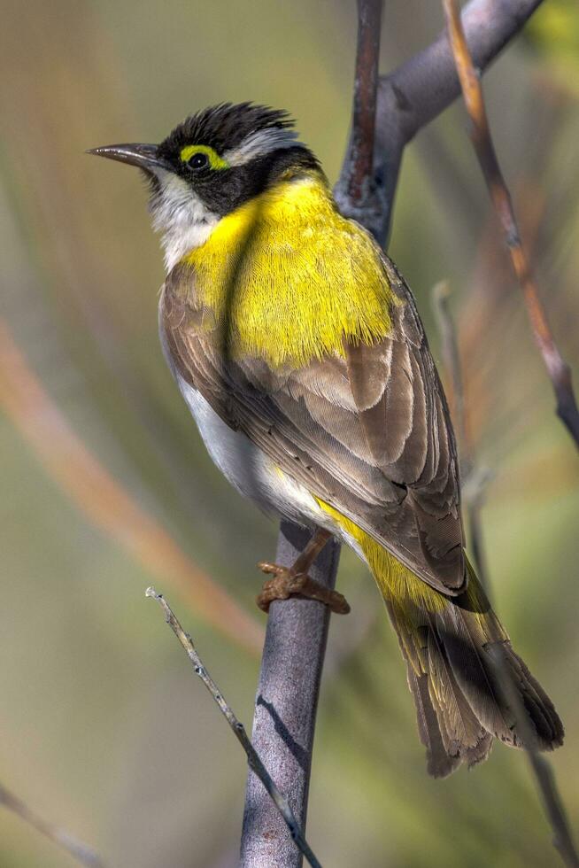 dourado Apoiado Preto queixo honeyeater foto