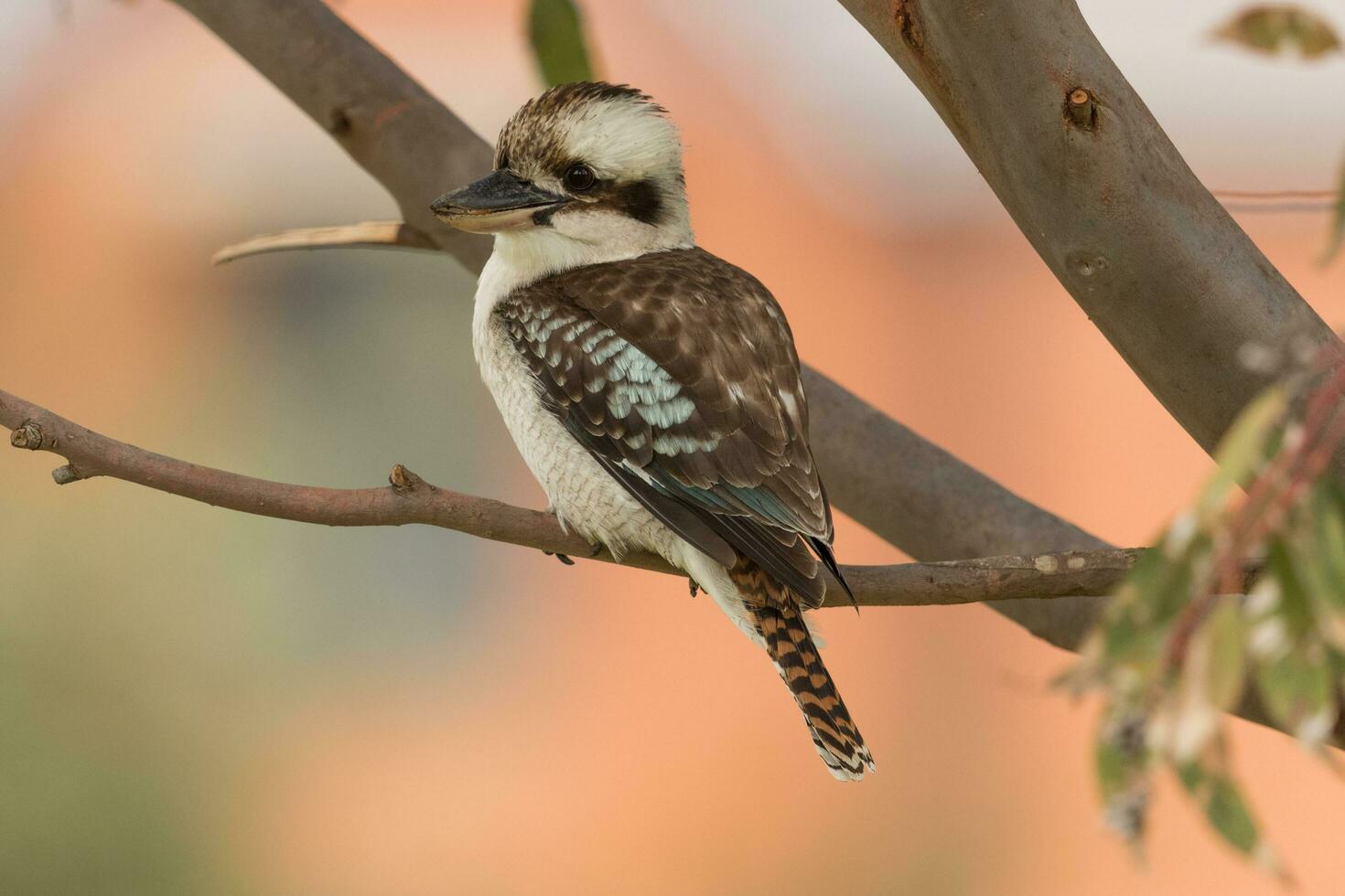 rindo kookaburra dentro Austrália foto