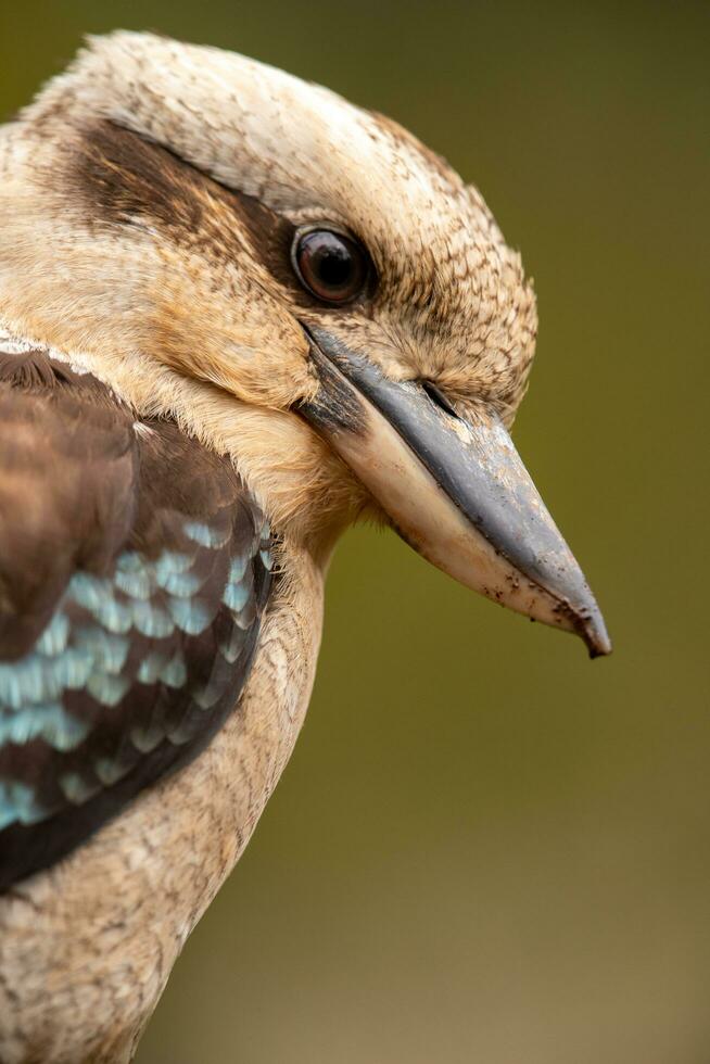 rindo kookaburra dentro Austrália foto