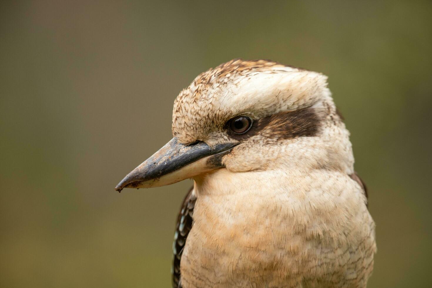 rindo kookaburra dentro Austrália foto