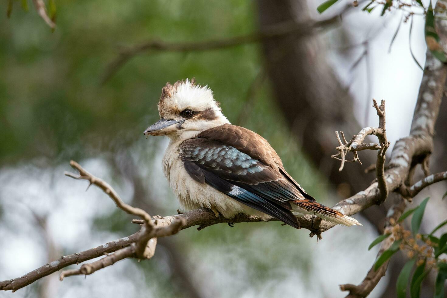 rindo kookaburra dentro Austrália foto