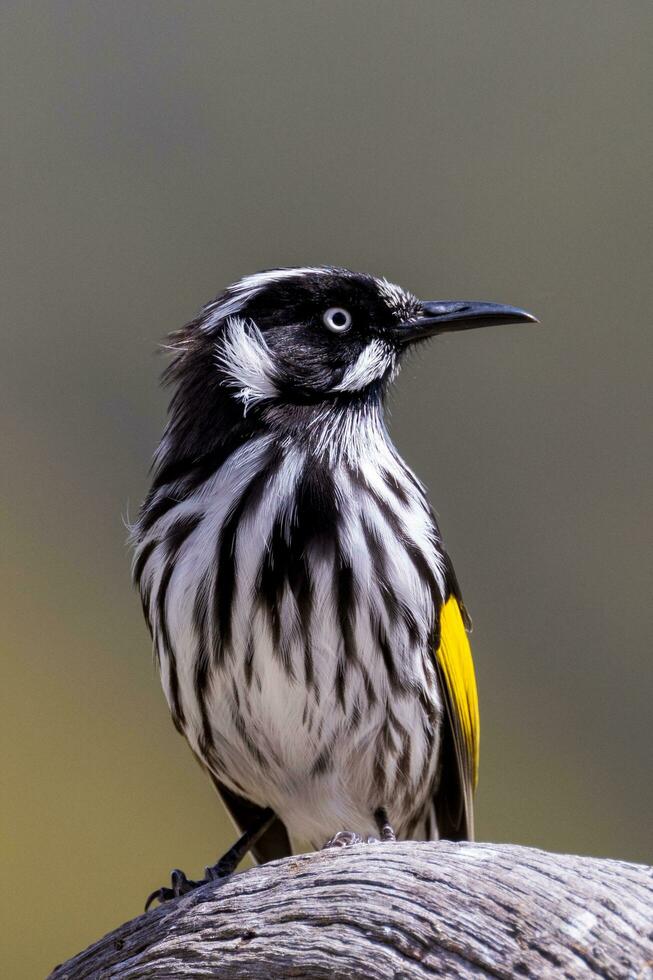 Novo Holanda honeyeater foto