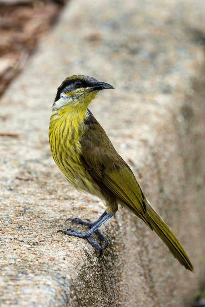 variado honeyeater dentro Austrália foto