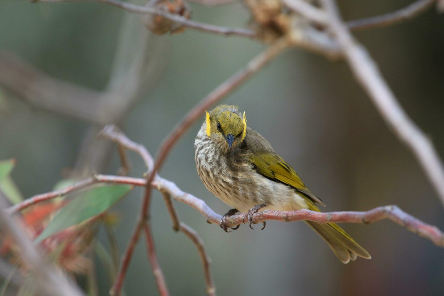 plumagem amarela honeyeater dentro Austrália foto