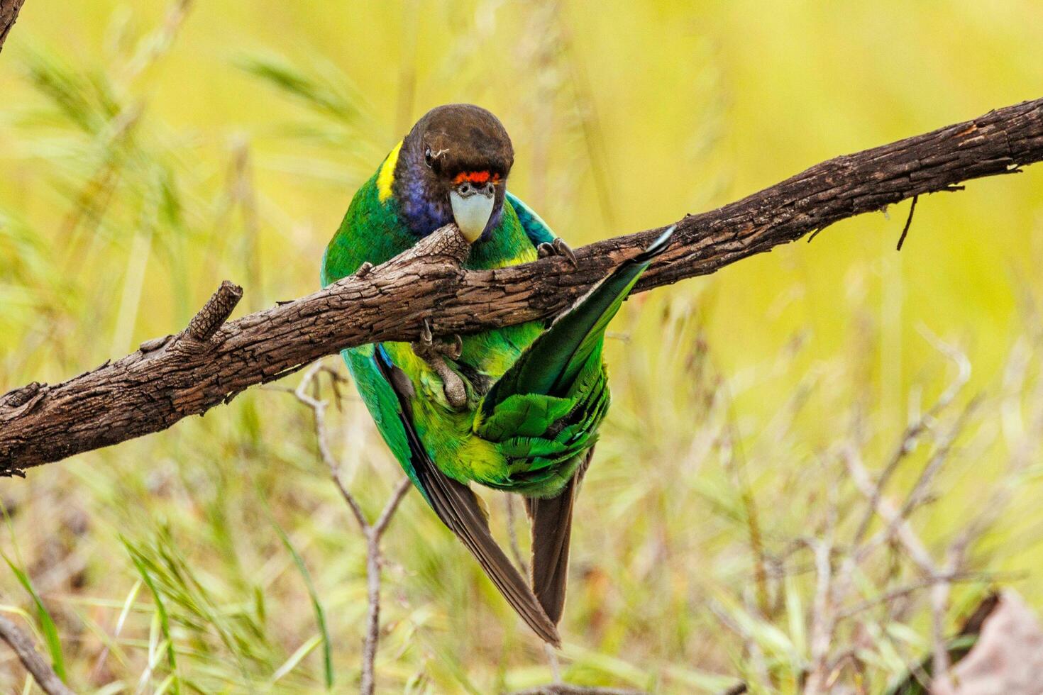 28 ringneck papagaio foto