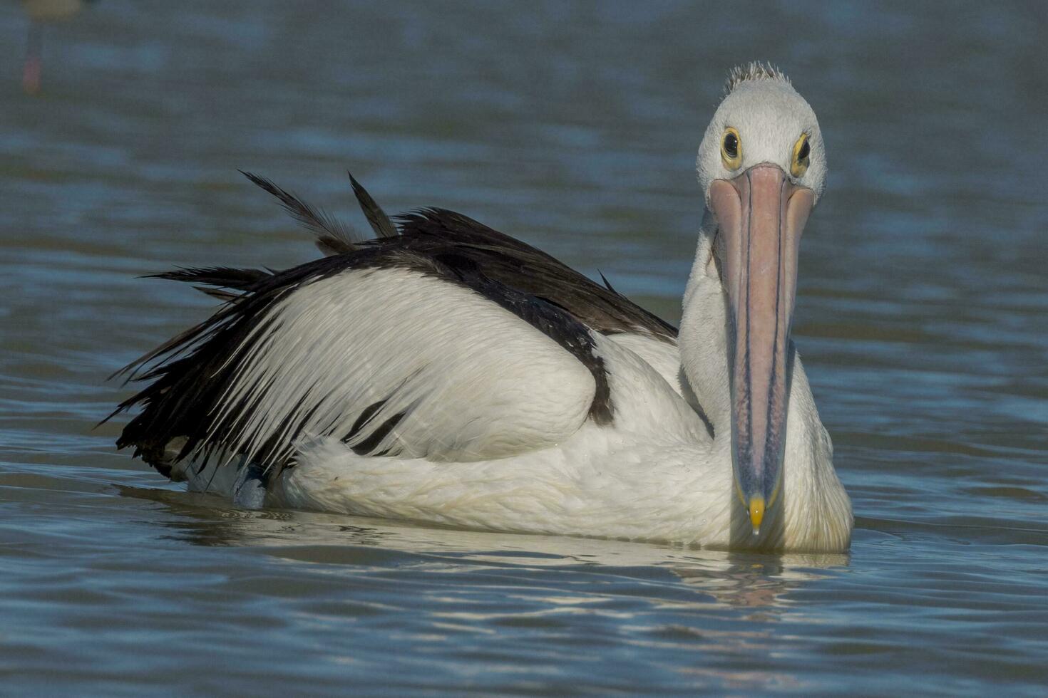 australiano branco pelicano foto