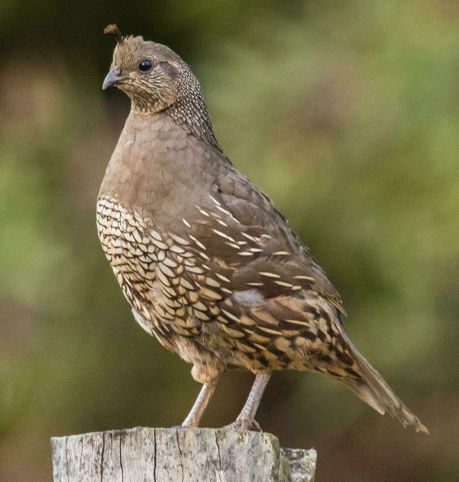 Califórnia Codorna dentro australasia foto