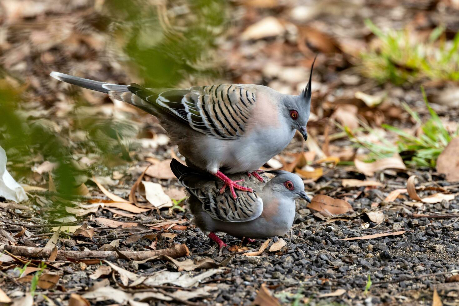 com crista Pombo dentro Austrália foto