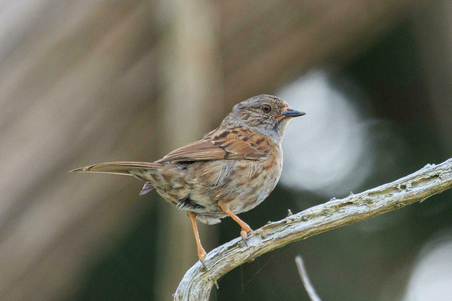 dunnock cerca pardal foto