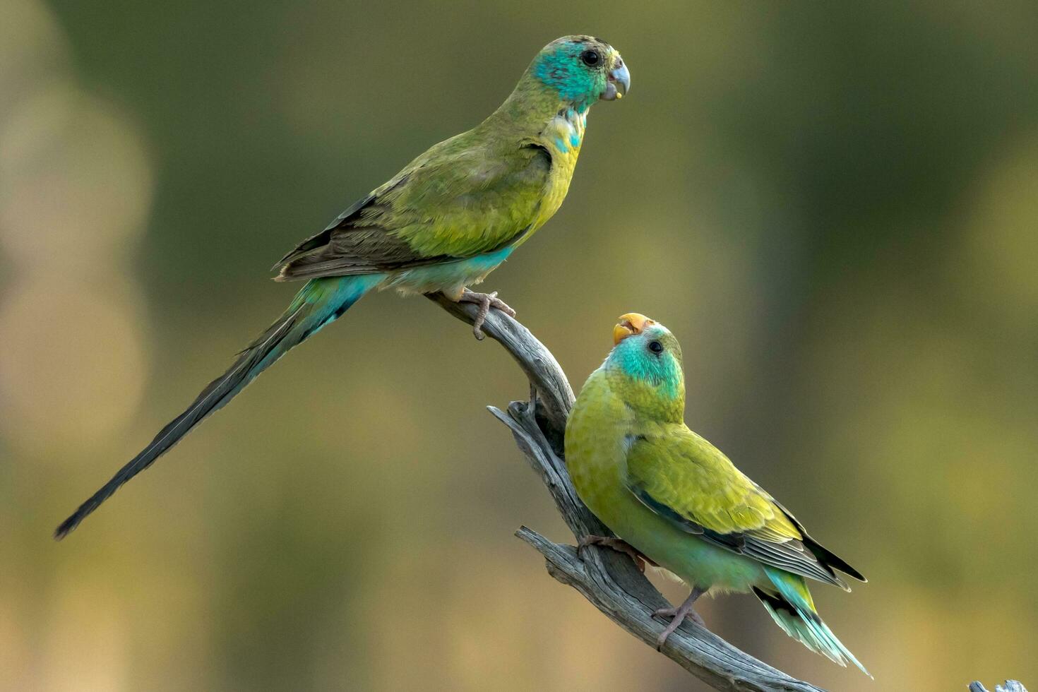 ombros dourados papagaio dentro Austrália foto