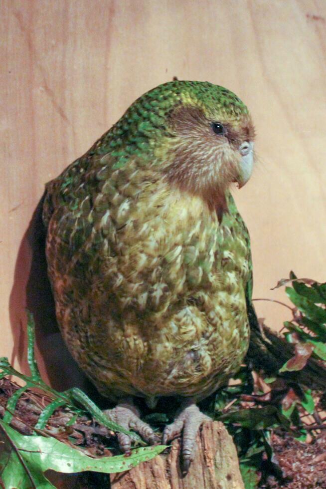 kakapo ameaçadas de extinção noite papagaio do Novo zelândia foto