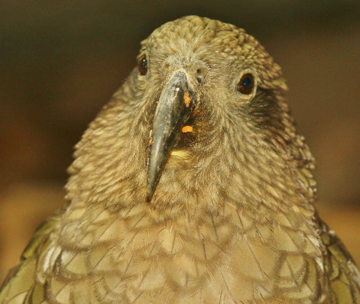 kea alpino papagaio do Novo zelândia foto