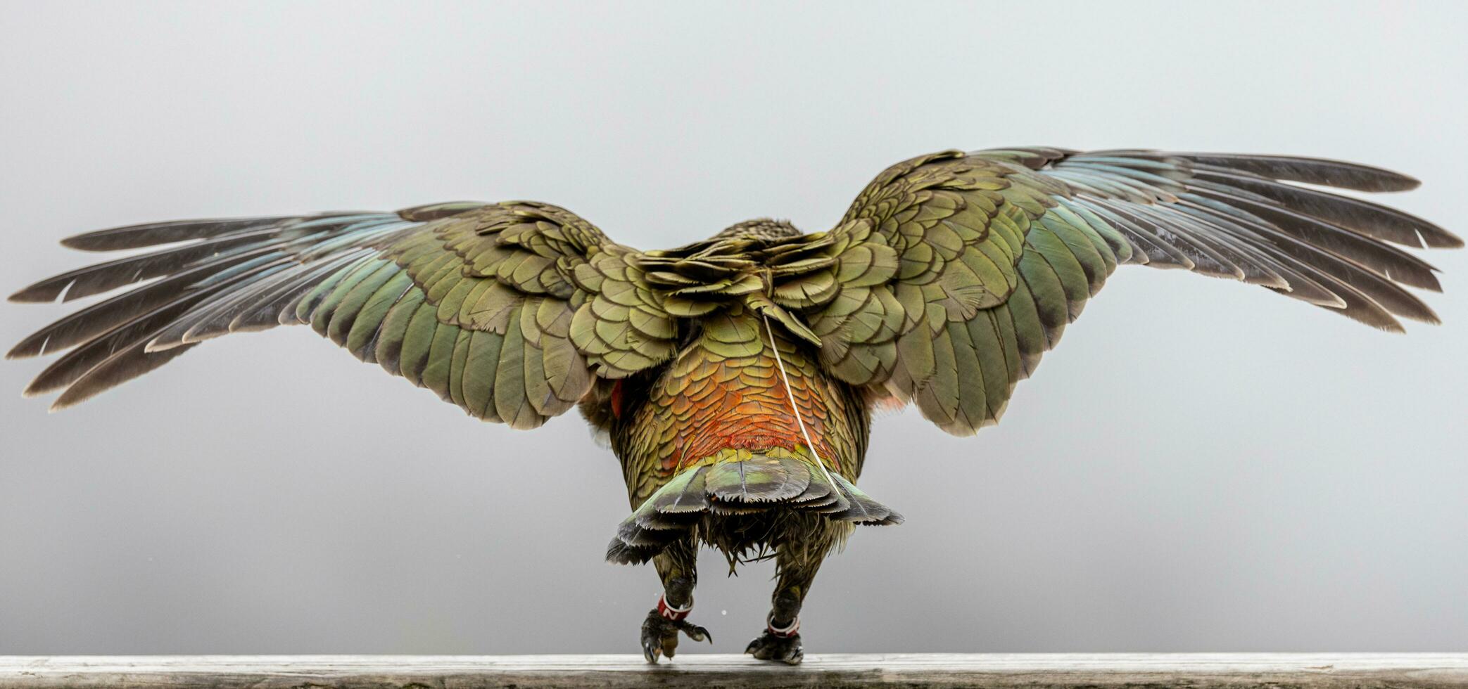 kea alpino papagaio do Novo zelândia foto