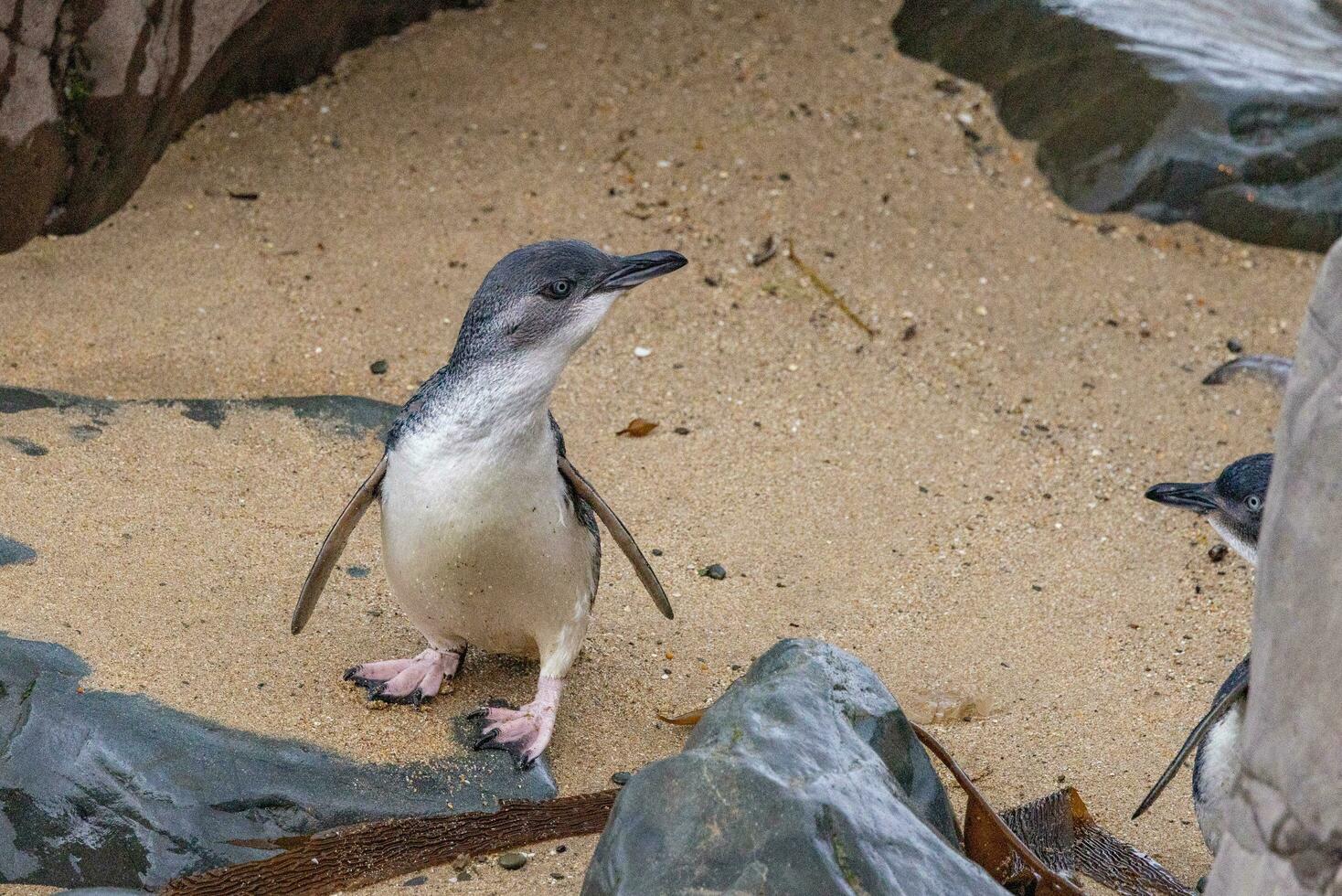 pequeno azul ou fada pinguim foto