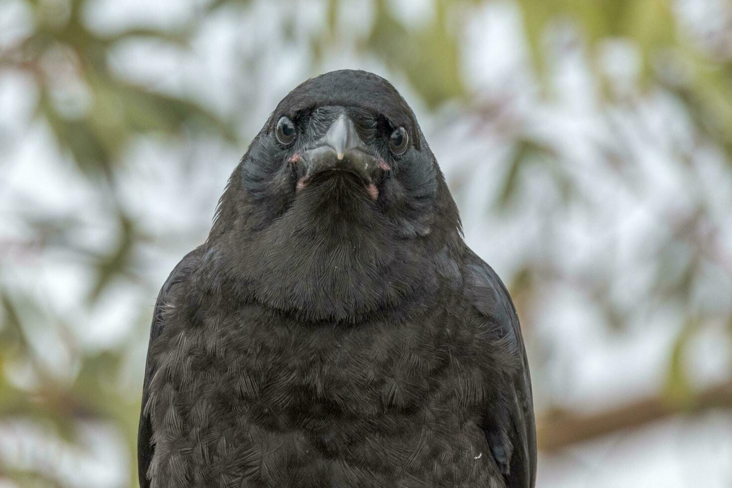 pequeno Raven dentro Austrália foto