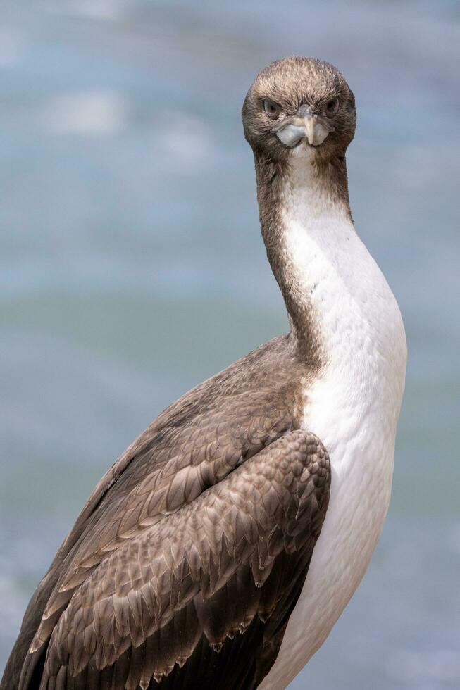 Otago felpudo dentro Novo zelândia foto