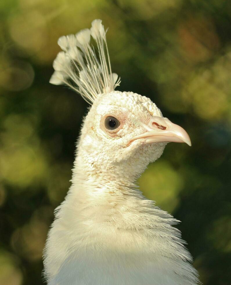 indiano pavão pássaros foto