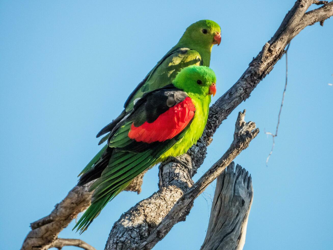 de asas vermelhas papagaio dentro Austrália foto