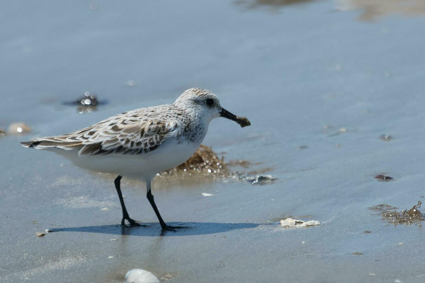 sanderling ave marinha dentro Austrália foto