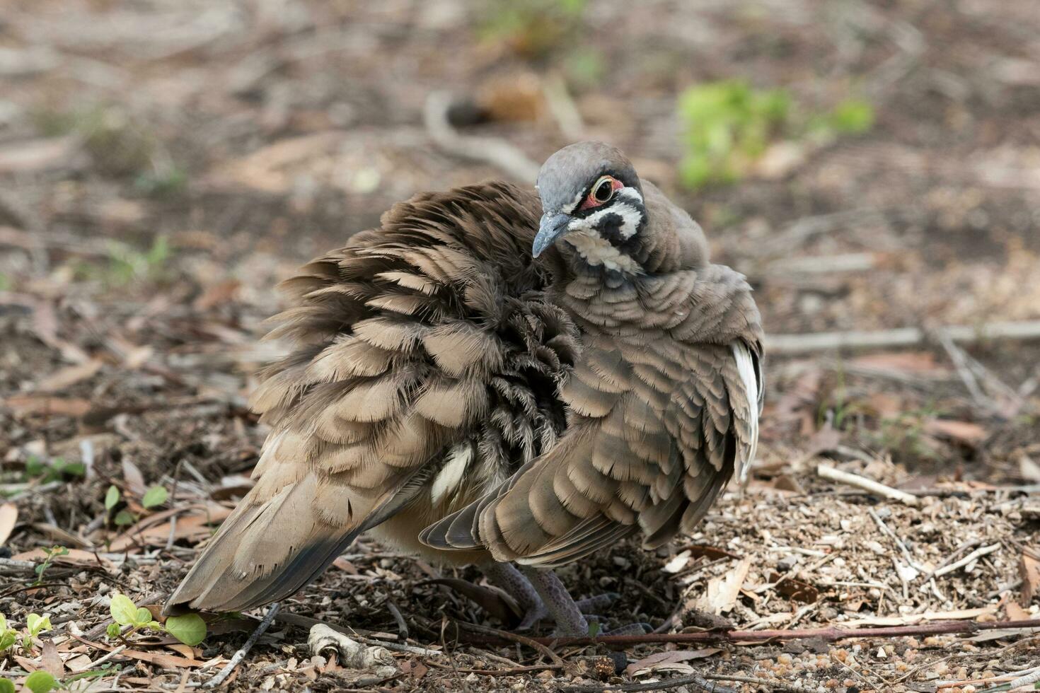 invasor Pombo dentro Austrália foto