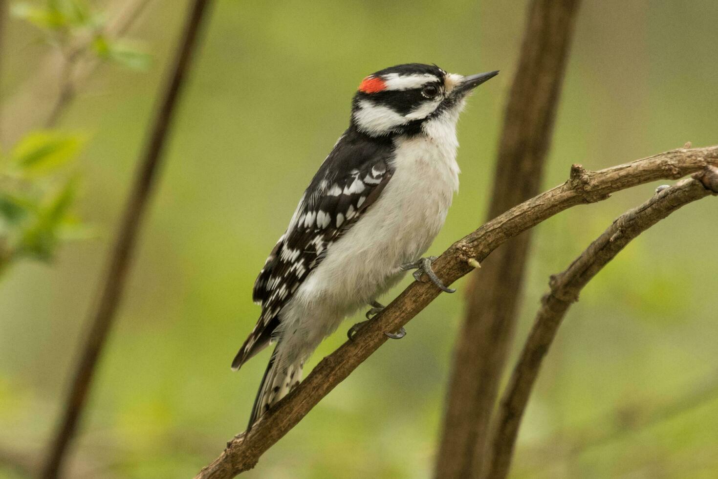 felpudo pica-pau dentro EUA foto