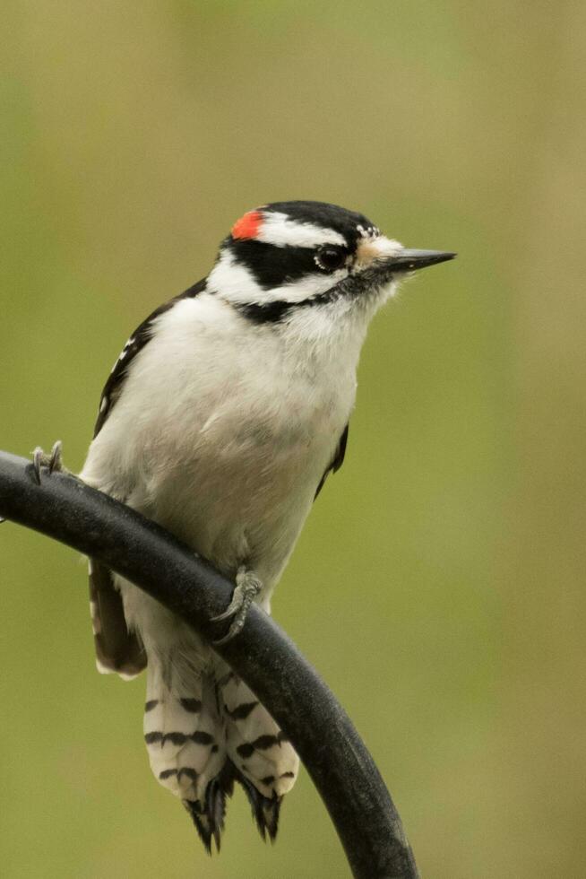 felpudo pica-pau dentro EUA foto