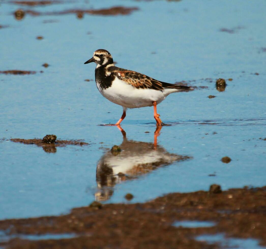 corado turnstone dentro australasia foto