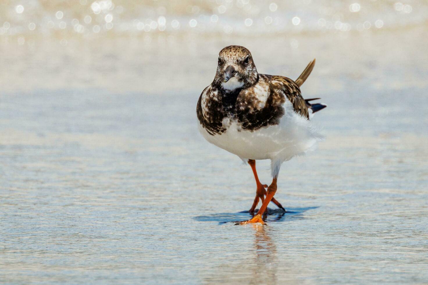 corado turnstone dentro australasia foto