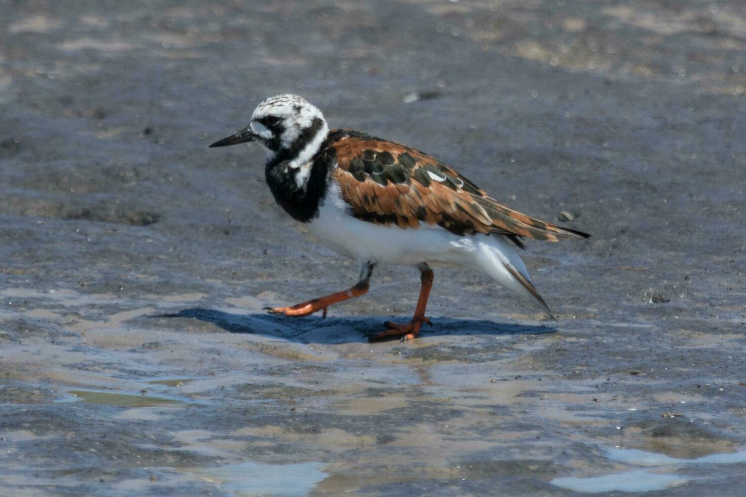 corado turnstone dentro australasia foto