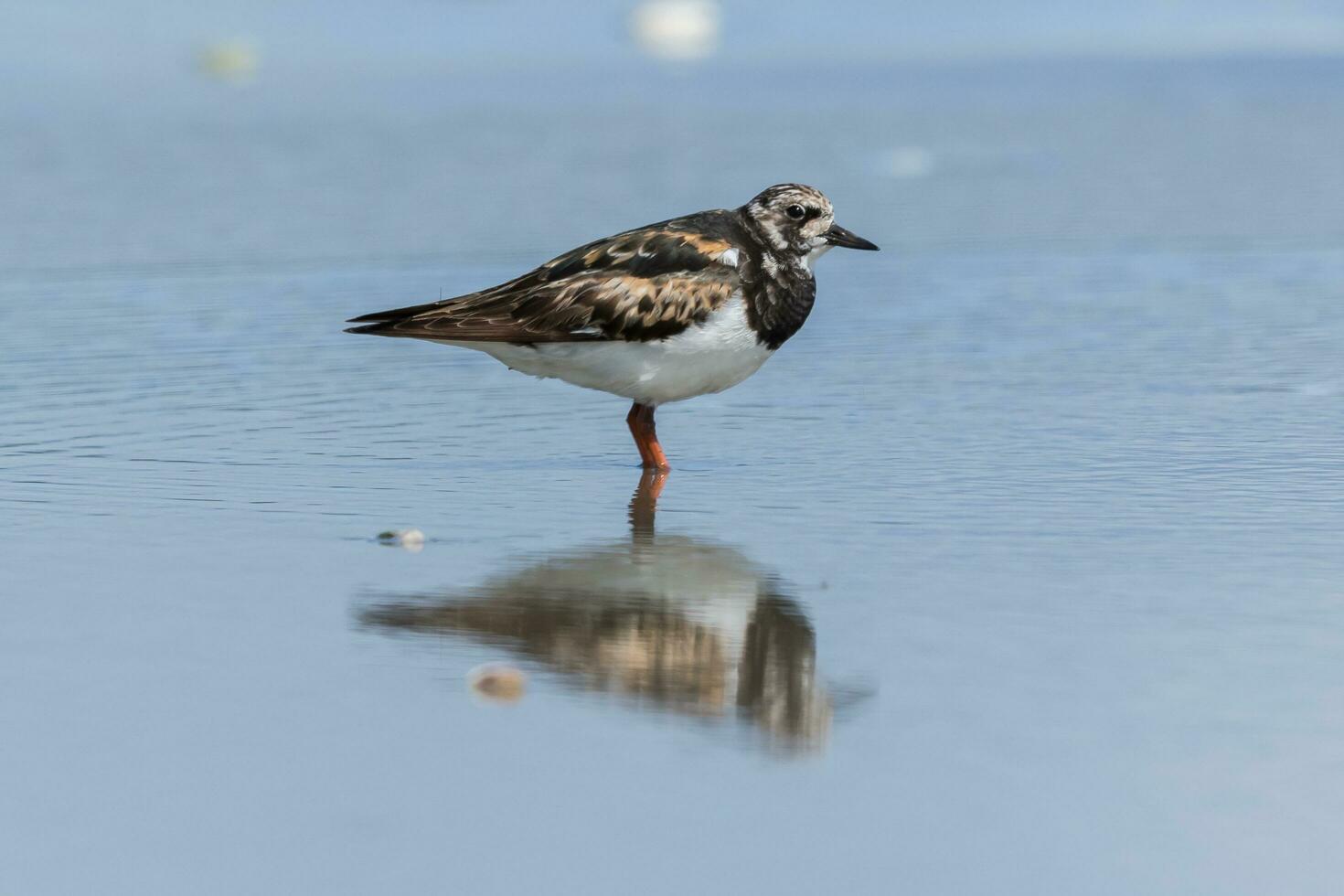 corado turnstone dentro australasia foto