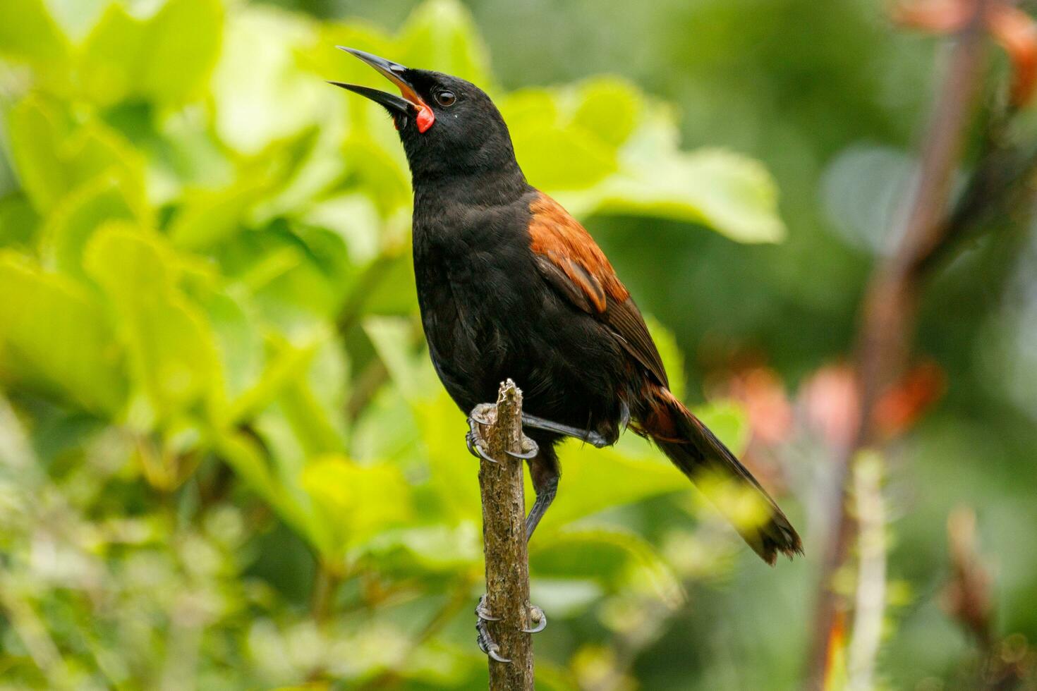 tieke norte ilha sela foto