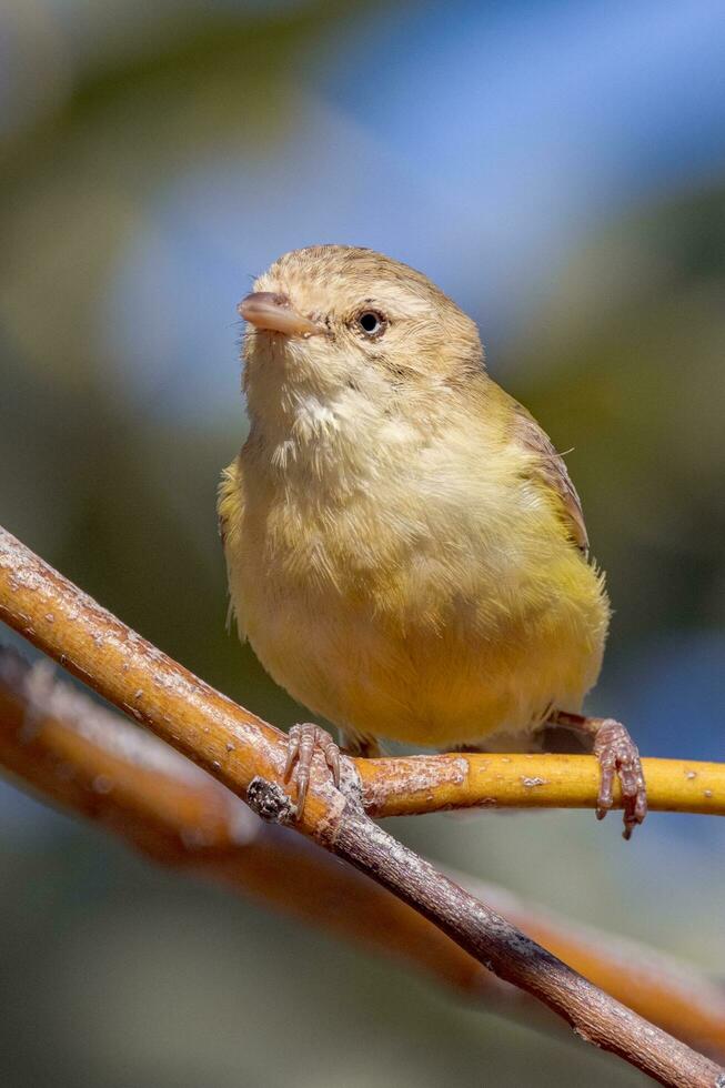 weebill o menor australiano pássaro foto