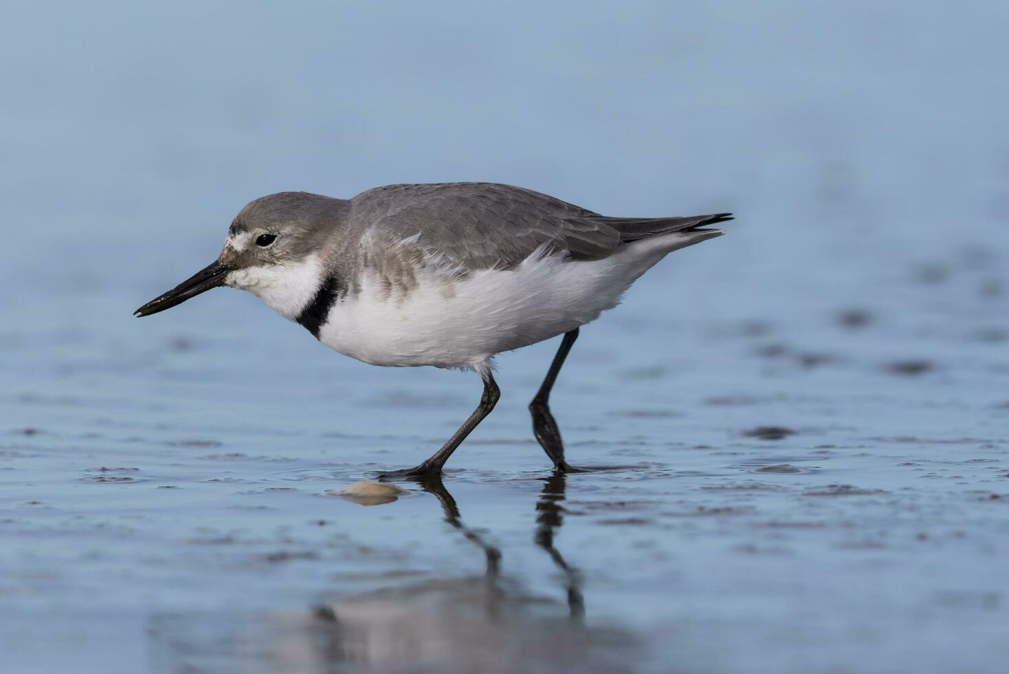 wrybill endêmico para Novo zelândia foto