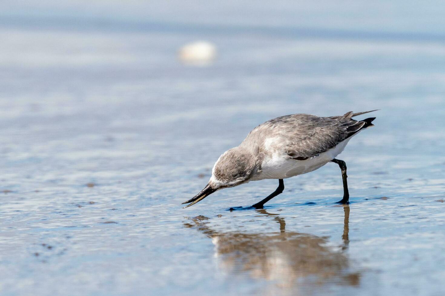 wrybill endêmico para Novo zelândia foto