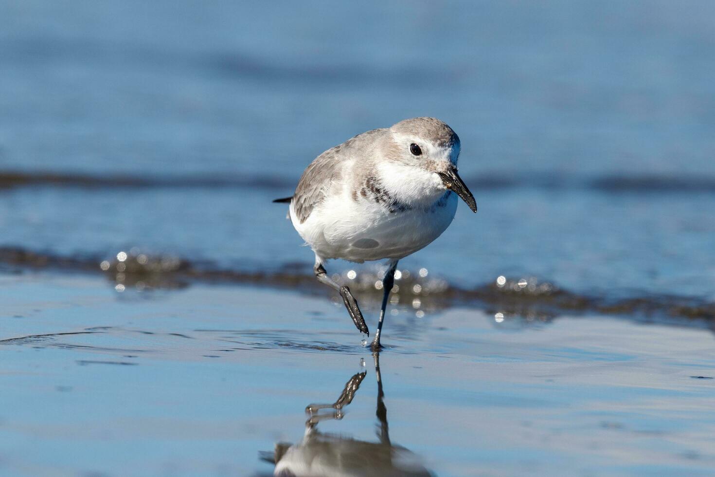 wrybill endêmico para Novo zelândia foto