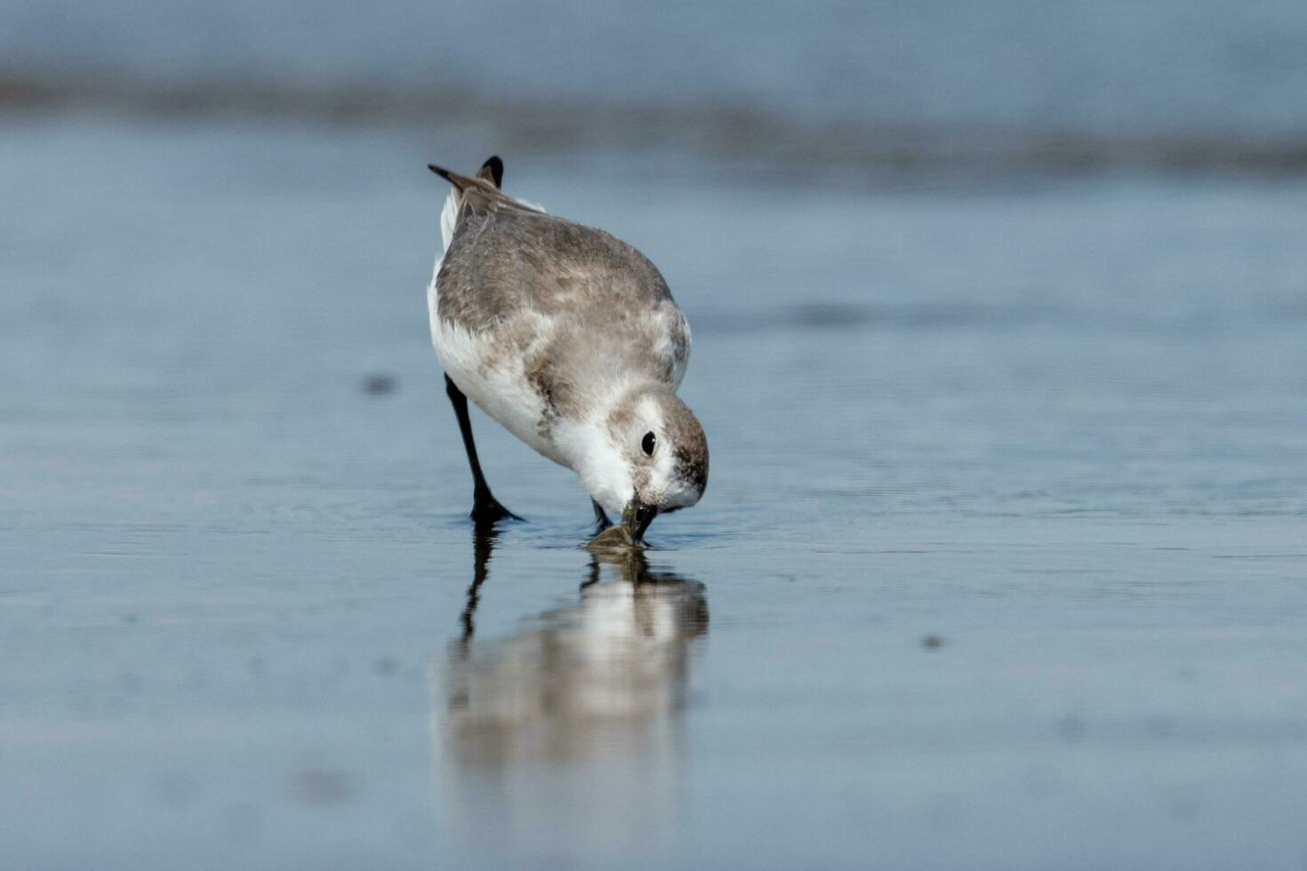 wrybill endêmico para Novo zelândia foto