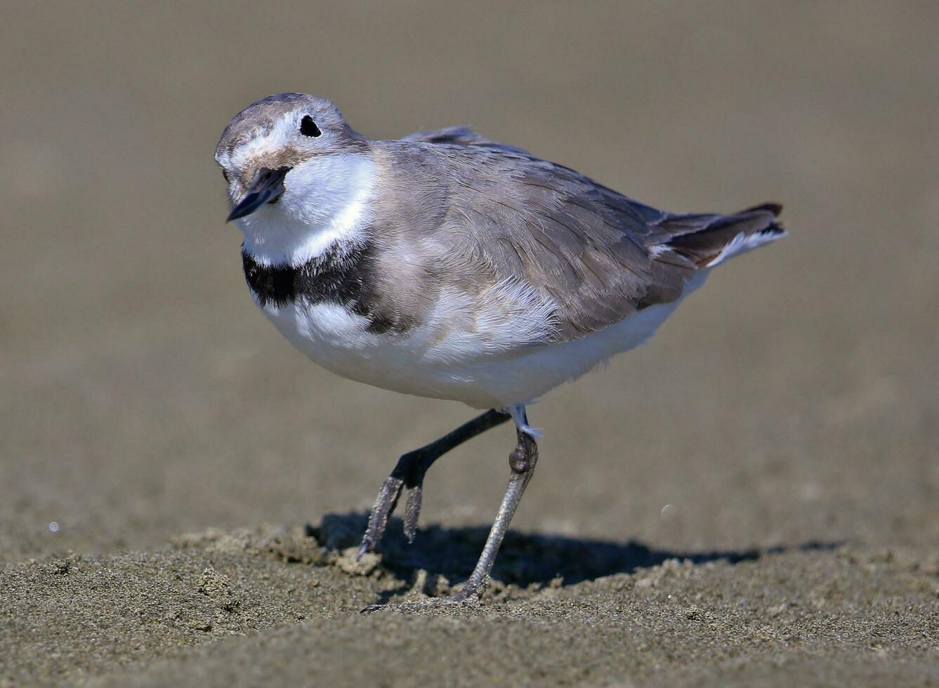 wrybill endêmico para Novo zelândia foto