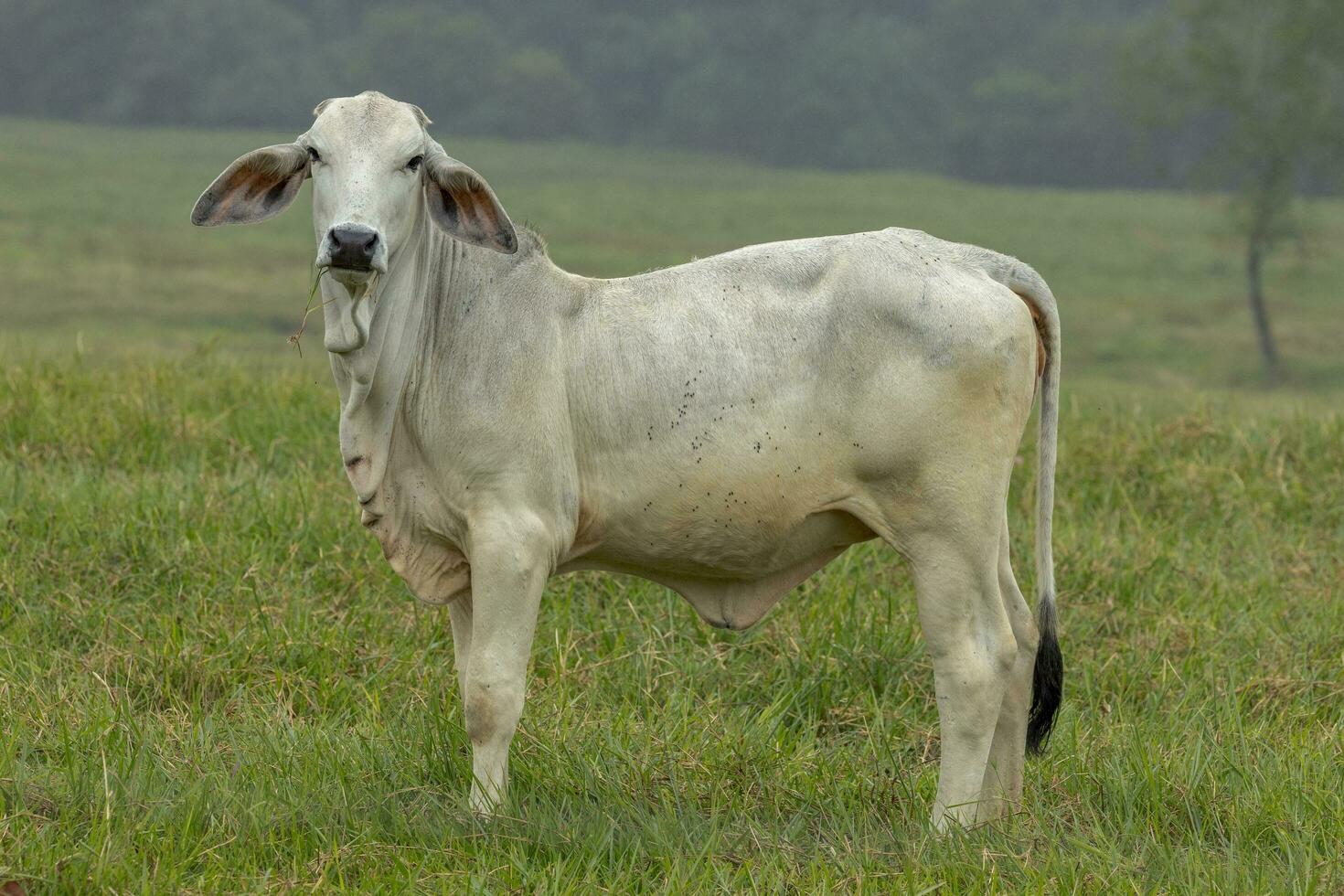 brahman vaca dentro Austrália foto