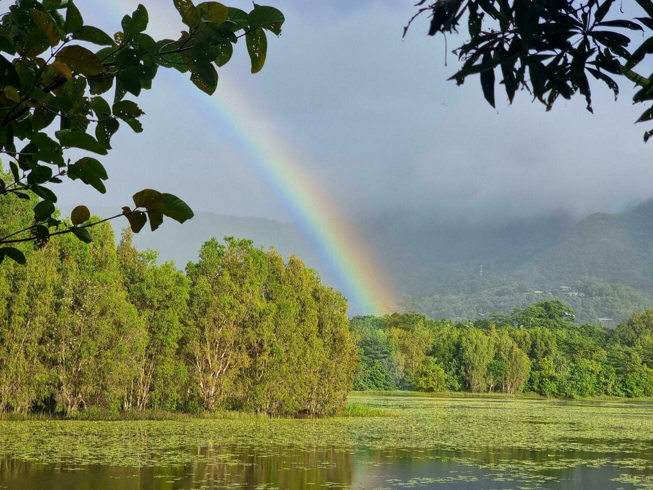 cattana zonas úmidas, queensland, Austrália foto