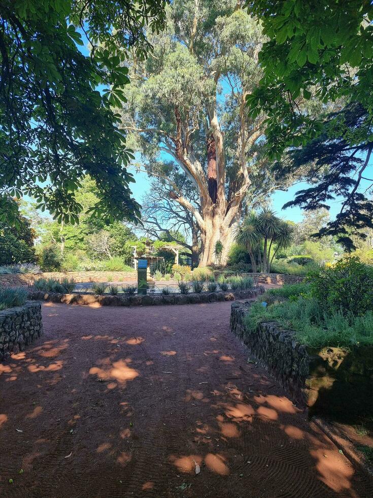 balada jardins, vitória, Austrália foto