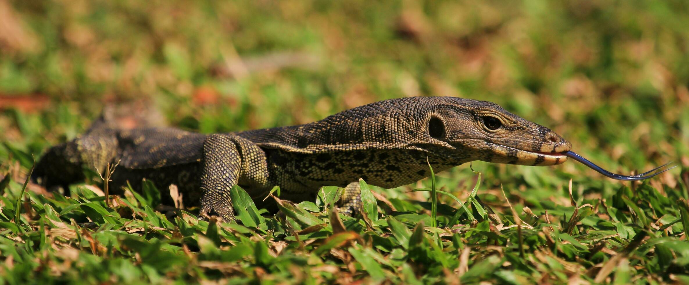 água monitor dentro Tailândia foto