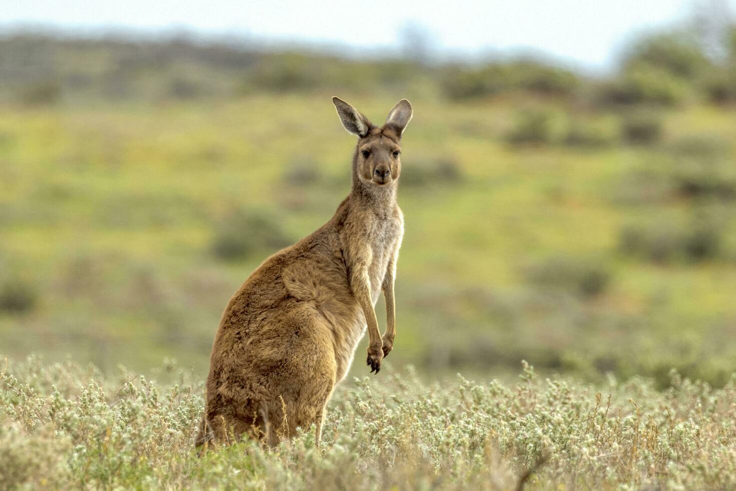 vermelho canguru dentro Austrália foto