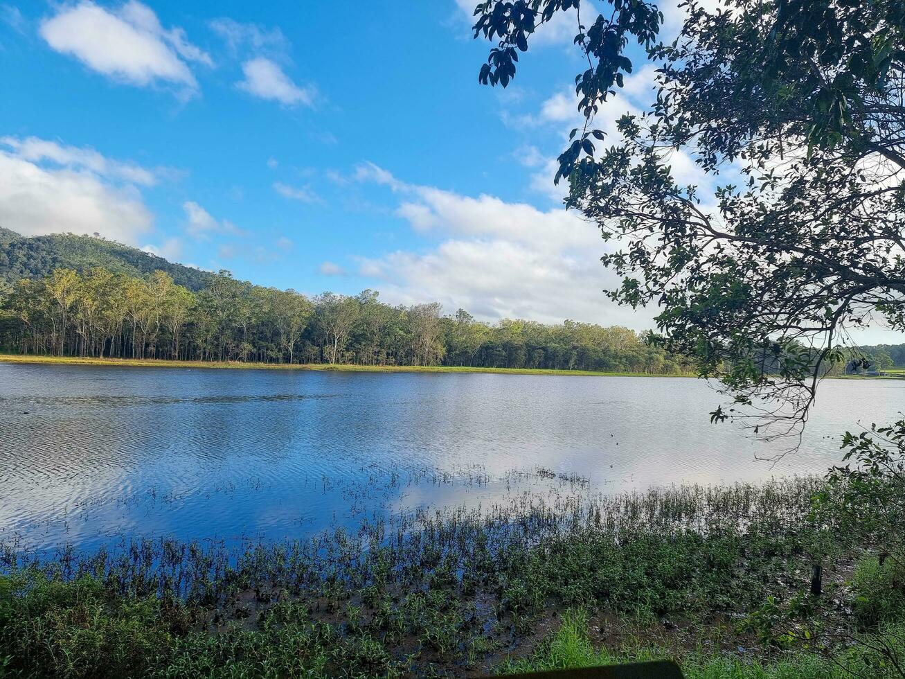 pressas pântano dentro Queensland Austrália foto