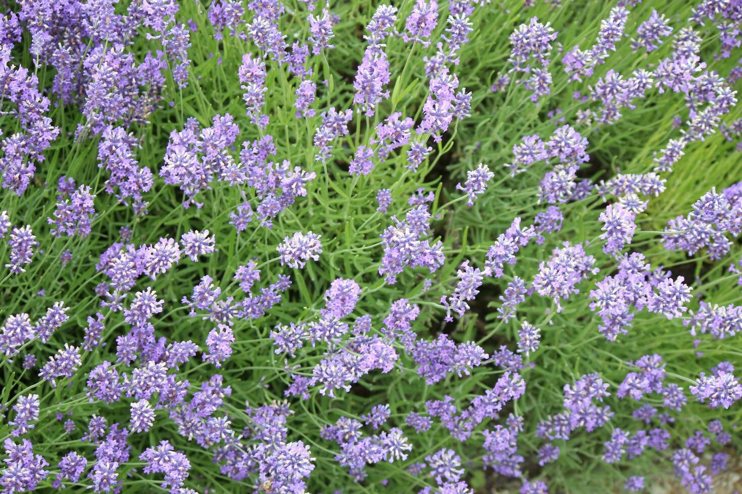 lavanda plantas e flores foto