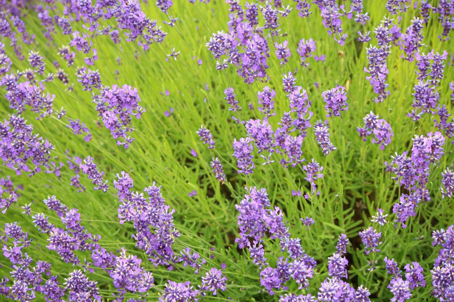 lavanda plantas e flores foto