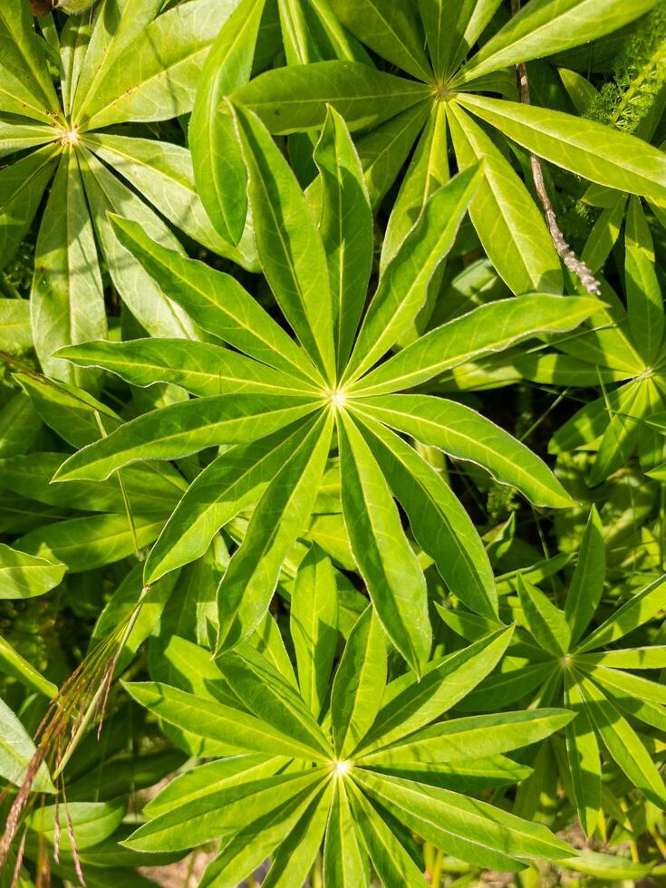 folhas largas tremoço dentro Novo zelândia foto